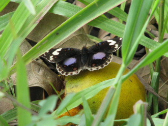 02 Papillon A Kpalime